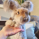 Wally-Hase1.jpg