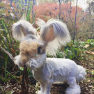 Wally-Hase2.jpg