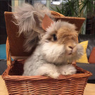 Wally-Hase3.jpg