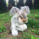 Wally-Hase4.jpg