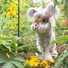 Wally-HAse5.jpg