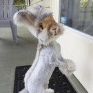 Wally-Hase6.jpg