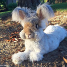Wally-Hase7.jpg
