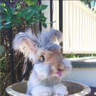 Wally-Hase8.jpg