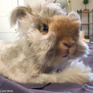 Wally-Hase9.jpg