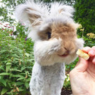 Wally-Hase91.jpg
