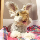 Wally-Hase92.jpg