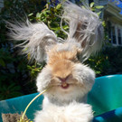 Wally-Hase94.jpg