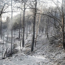 AFP_IF4Z5.jpg