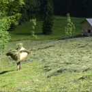 DSC00176.JPG
