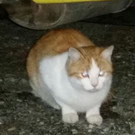 Rot/Weisse Katze