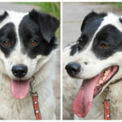 Suche Hund Frastanz.JPG