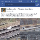 Suche Hund Frastanz.PNG
