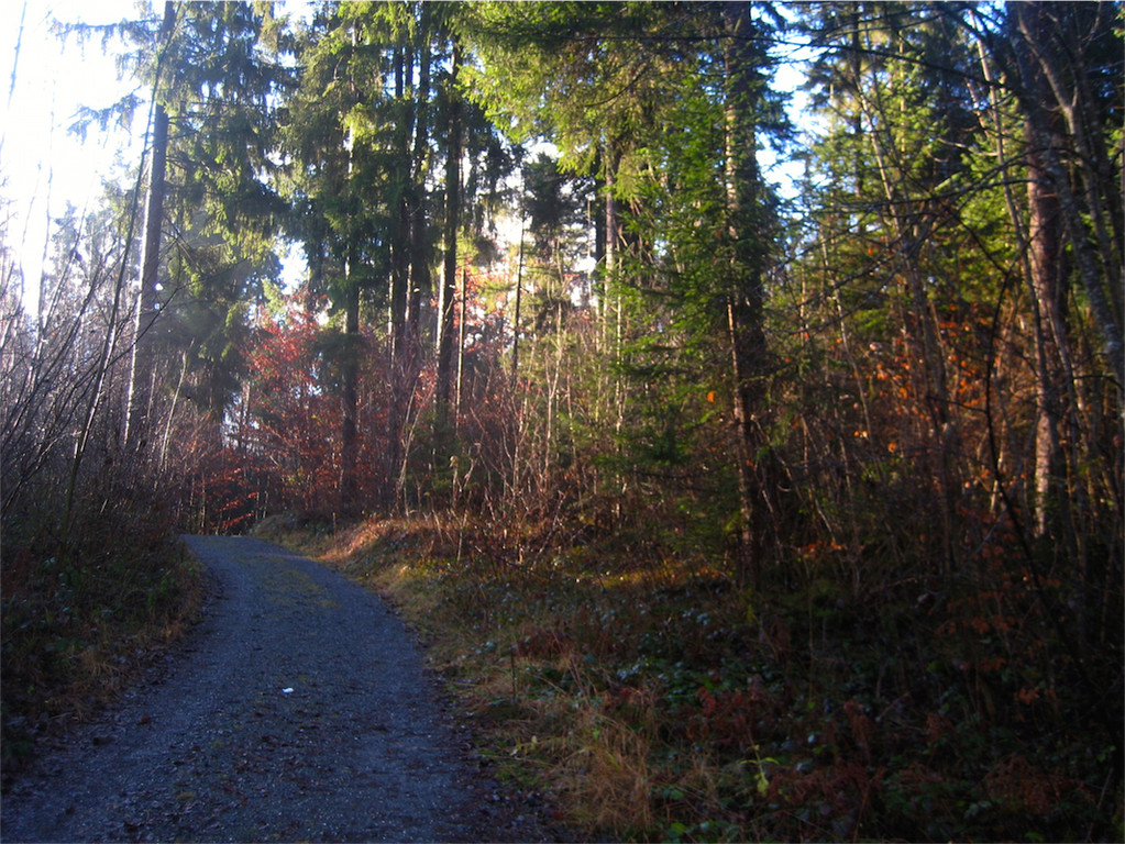 BK_Christbaum selber fa__llen_20122014 3.JPG