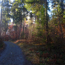 BK_Christbaum selber fa__llen_20122014 3.JPG