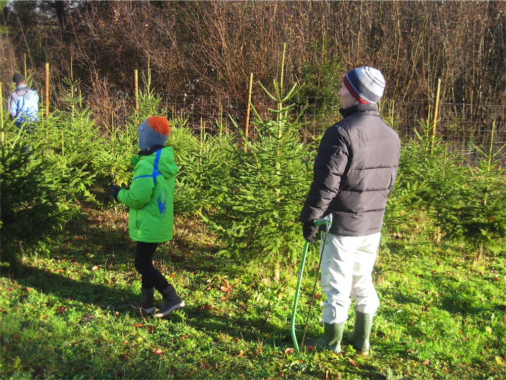 BK_Christbaum selber fa__llen_20122014 7.JPG