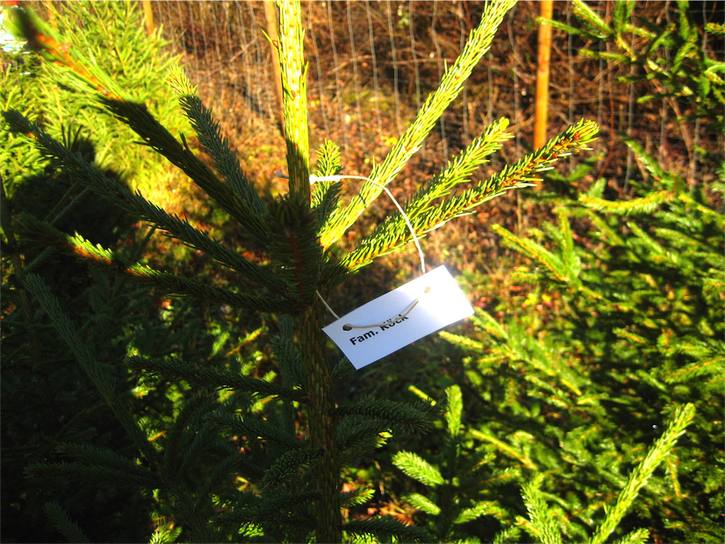 BK_Christbaum selber fa__llen_20122014 9.JPG