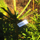 BK_Christbaum selber fa__llen_20122014 9.JPG