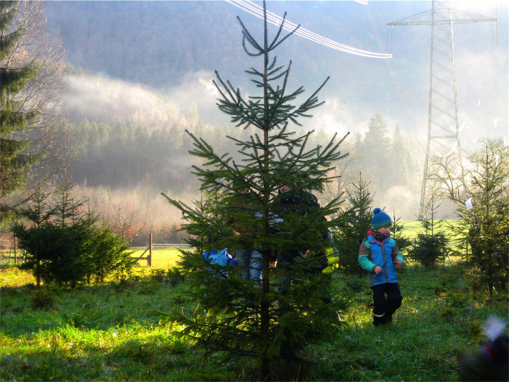 BK_Christbaum selber fa__llen_20122014 10.JPG