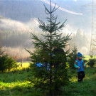 BK_Christbaum selber fa__llen_20122014 10.JPG