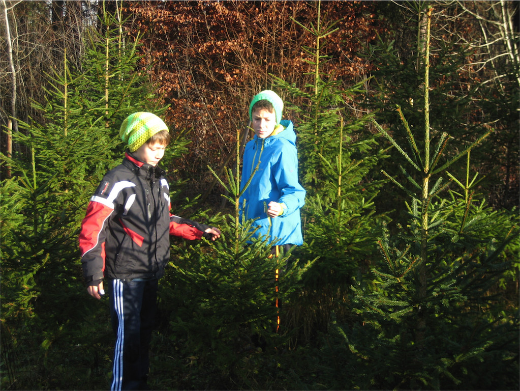 BK_Christbaum selber fa__llen_20122014 12.JPG
