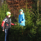 BK_Christbaum selber fa__llen_20122014 12.JPG