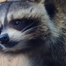 KOE_Nikolo im Wildpark 25.jpg