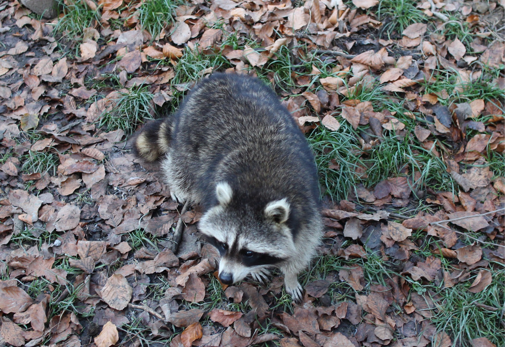 KOE_Nikolo im Wildpark 28.jpg