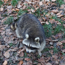 KOE_Nikolo im Wildpark 28.jpg