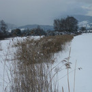 Faszination Ried im Dezember