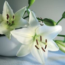875635_lily-white____jpg-1277969589