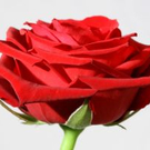 953946_red_rose_jpg-1277969589