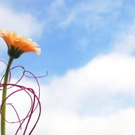 966637_flowers_jpg-1277969589