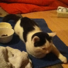 Kater