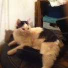 kater