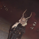 Krampuslauf Kl__sterle 2016 _100_.jpg
