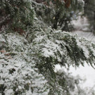 IMG_5096.JPG