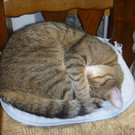 "Weihnachtswunder": Vermisster Kater "Felix" nach vier Jahren wieder zuhause in Wien-Penzing