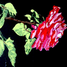 nacht-rose no_ 5_JPG-1278070631
