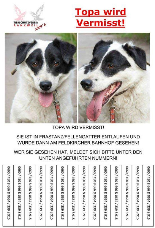Rankweil Hund Topa _1_.jpg
