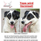 Vermisste Hündin Topa