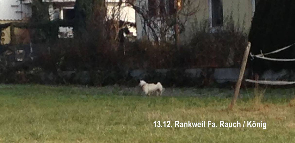 Rankweil Hund Topa _2_.jpg