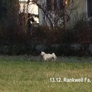 Rankweil Hund Topa _2_.jpg