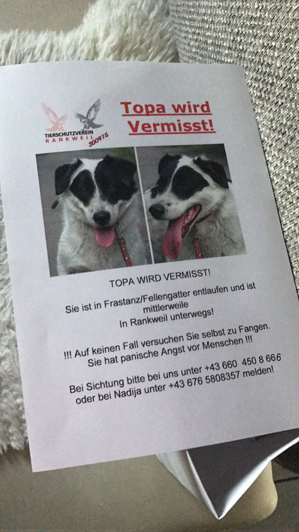 Rankweil Hund Topa _3_.jpg