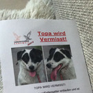 Rankweil Hund Topa _3_.jpg