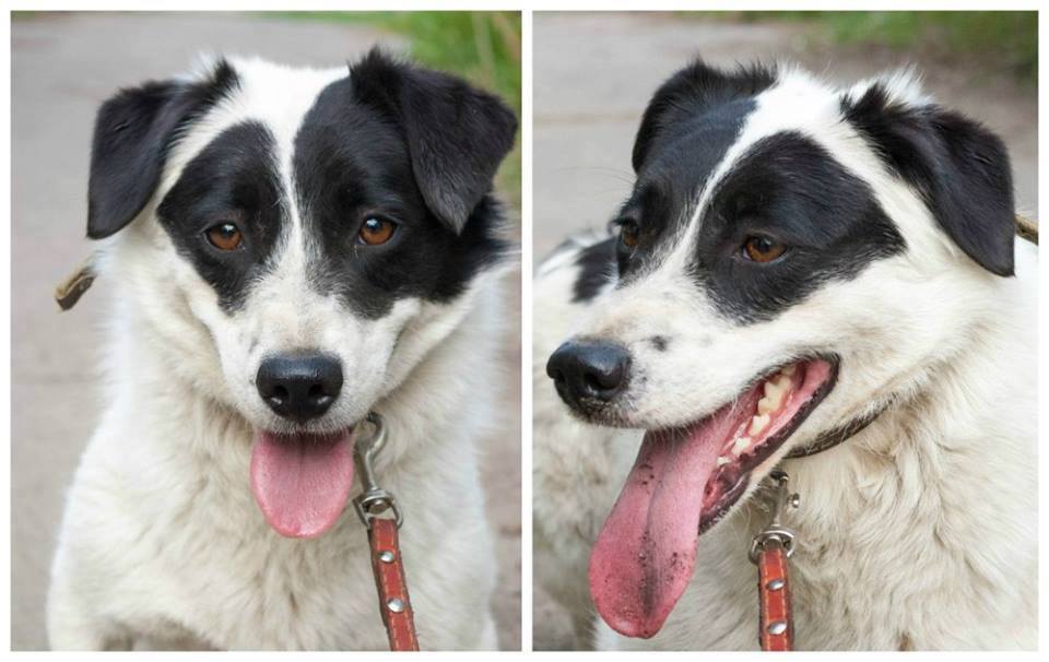 Rankweil Hund Topa _4_.jpg