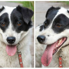 Rankweil Hund Topa _4_.jpg
