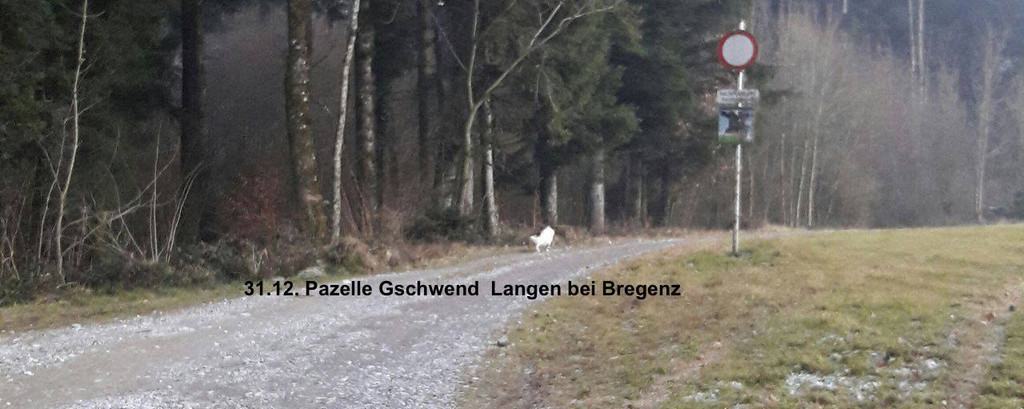 Rankweil Hund Topa _6_.jpg