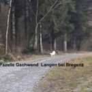 Rankweil Hund Topa _6_.jpg