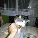 mitzee